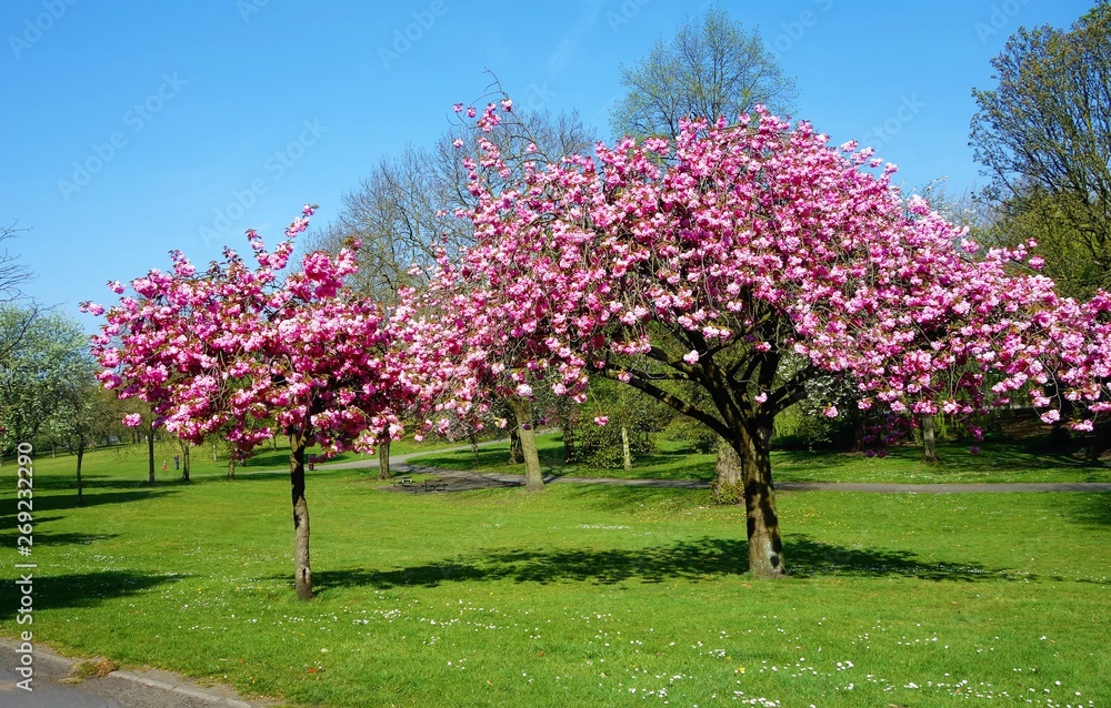 Blooming cherry trees in Spring.