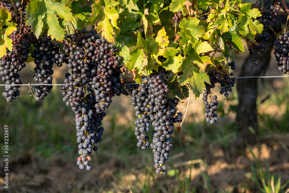 Red wine grapes ready to harvest and wine production. Saint Emilion, France