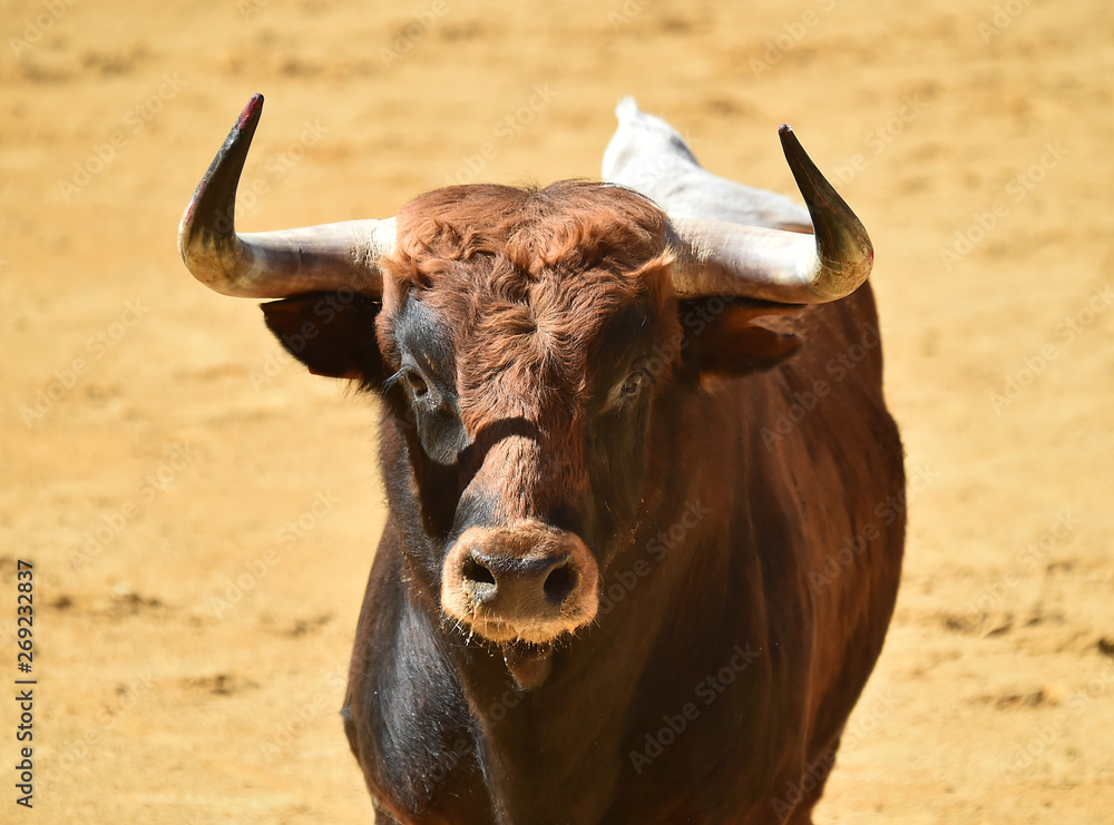 toro español en plaza de toros toro español en plaza de toros