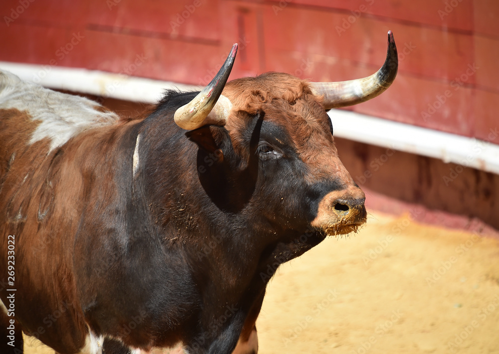 toro español en plaza de toros toro español en plaza de toros