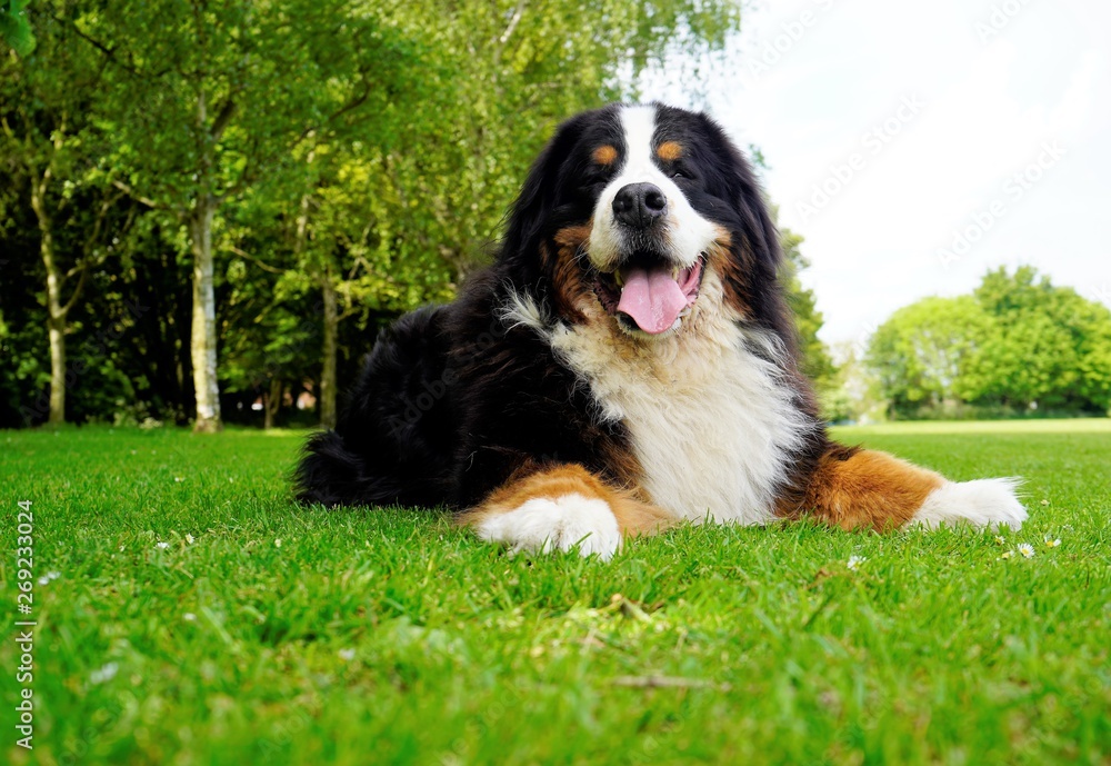 Large adult Bernese Mountain Dog lying on the green grass in the park 