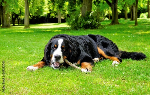 Nine months old Bernese Mountain Dog, lying on the grass in the park chewing a stick 