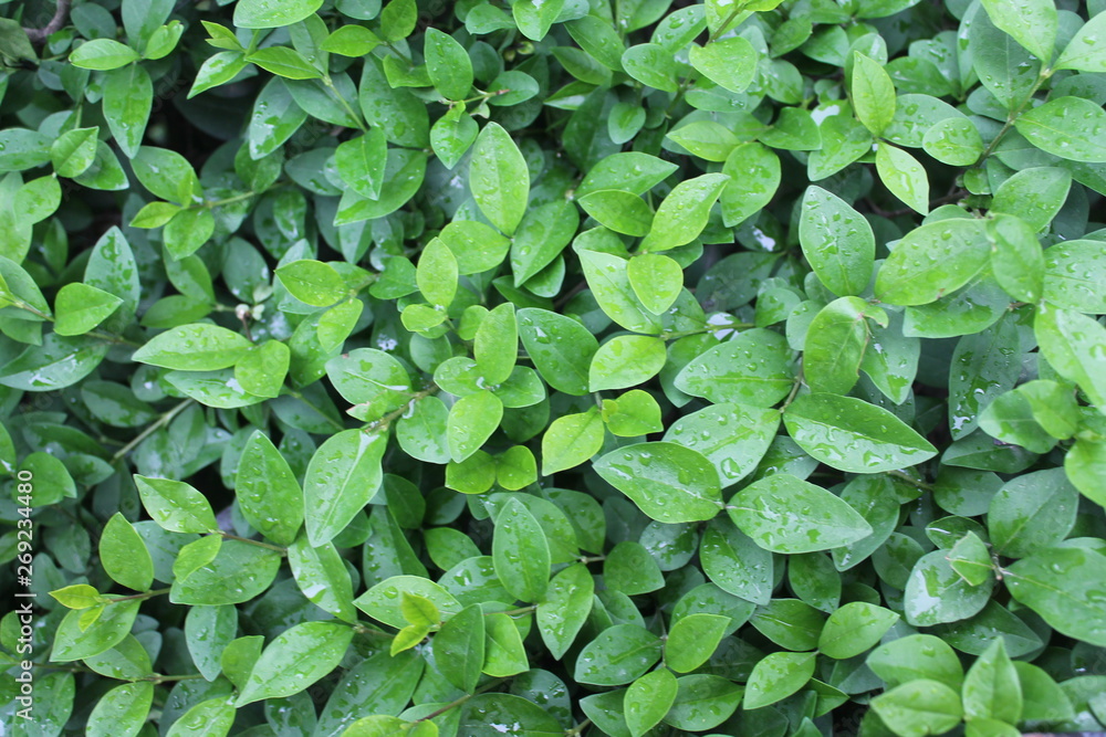background of green leaves background of green leaves