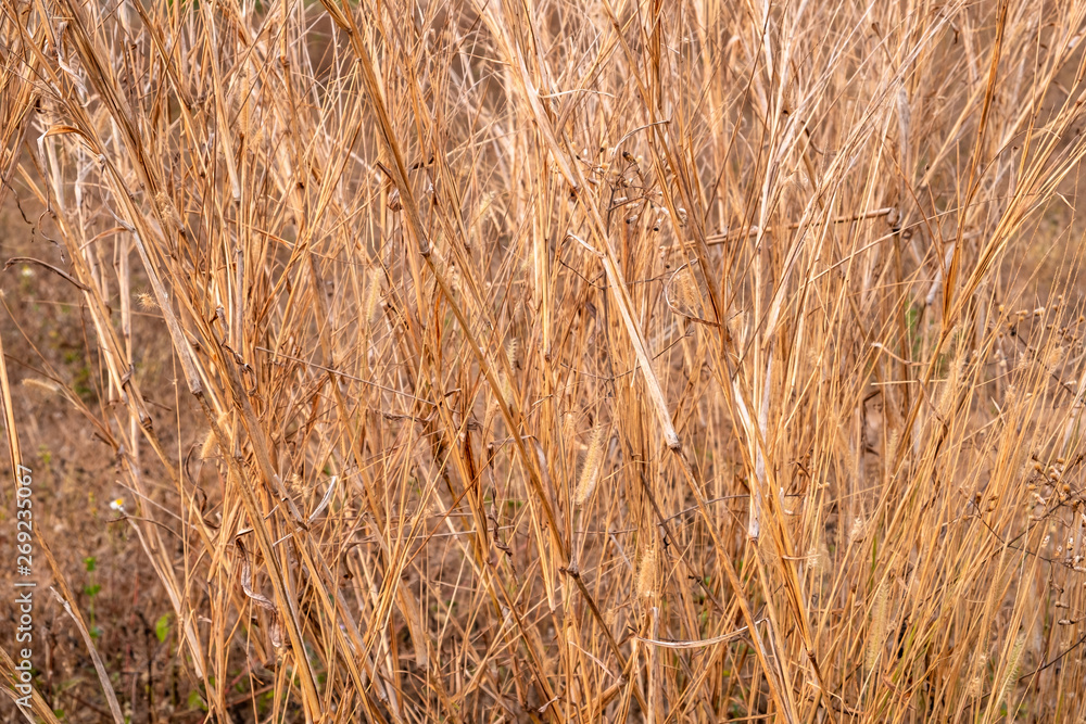 Field of brown dried grass on a sunny day as abstract background. Field of brown dried grass on a sunny day as abstract background.