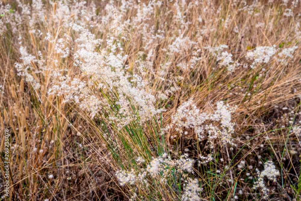 Fototapeta premium White flowering grass and dried grass on the background.
