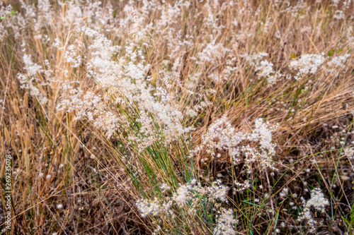 White flowering grass and dried grass on the background.