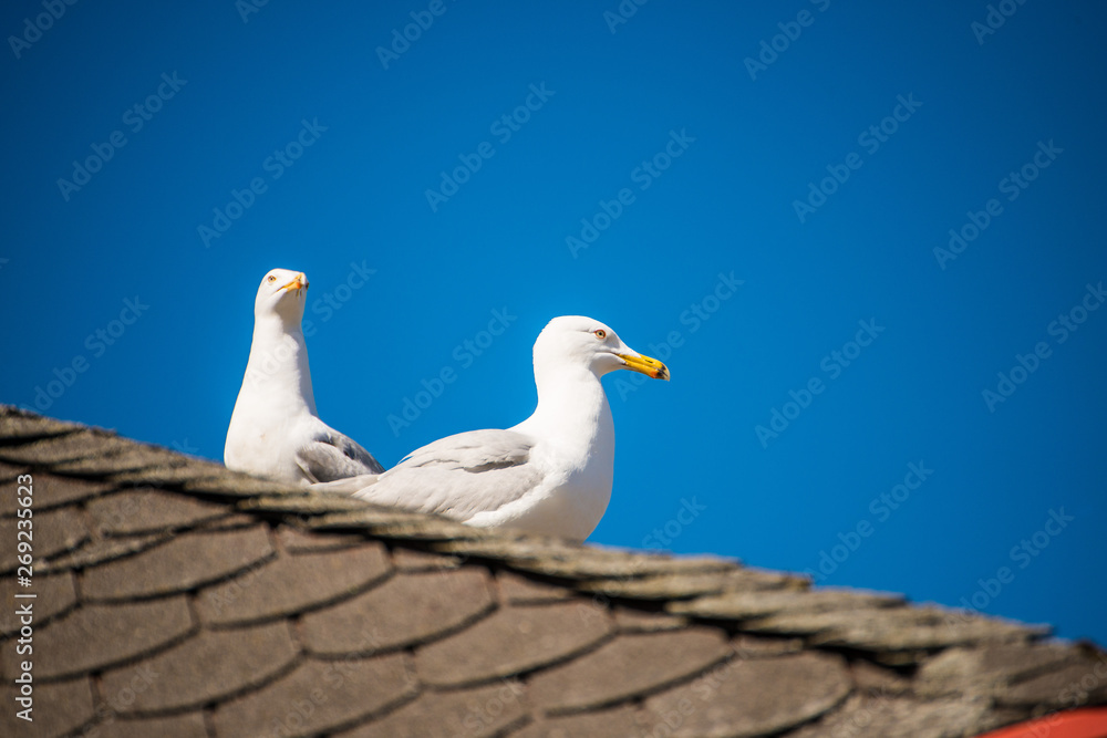 Obraz premium herring gulls on a roof at the Baltic sea in Poland