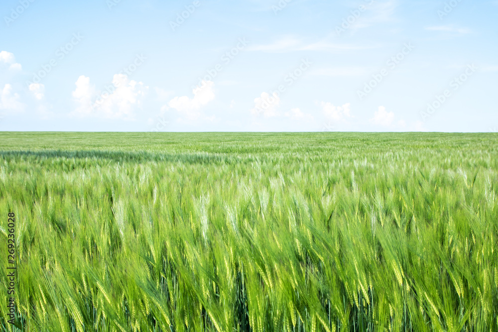 green field of young wheat sprouts, to the horrizon
