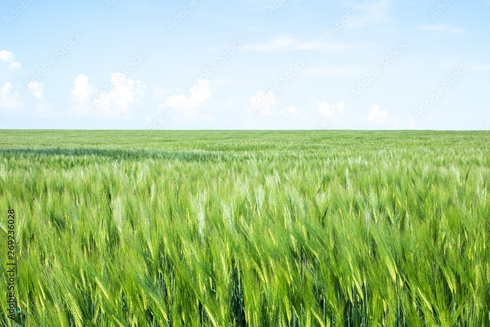 green field of young wheat sprouts, to the horrizon green field of young wheat sprouts, to the horrizon