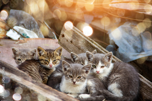 Canvas Print Beautiful Kats, little cute kittens are looking into camera