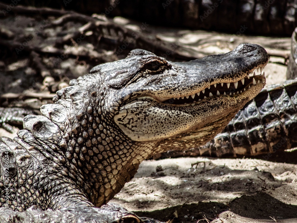 Fototapeta premium Oh What Teeth