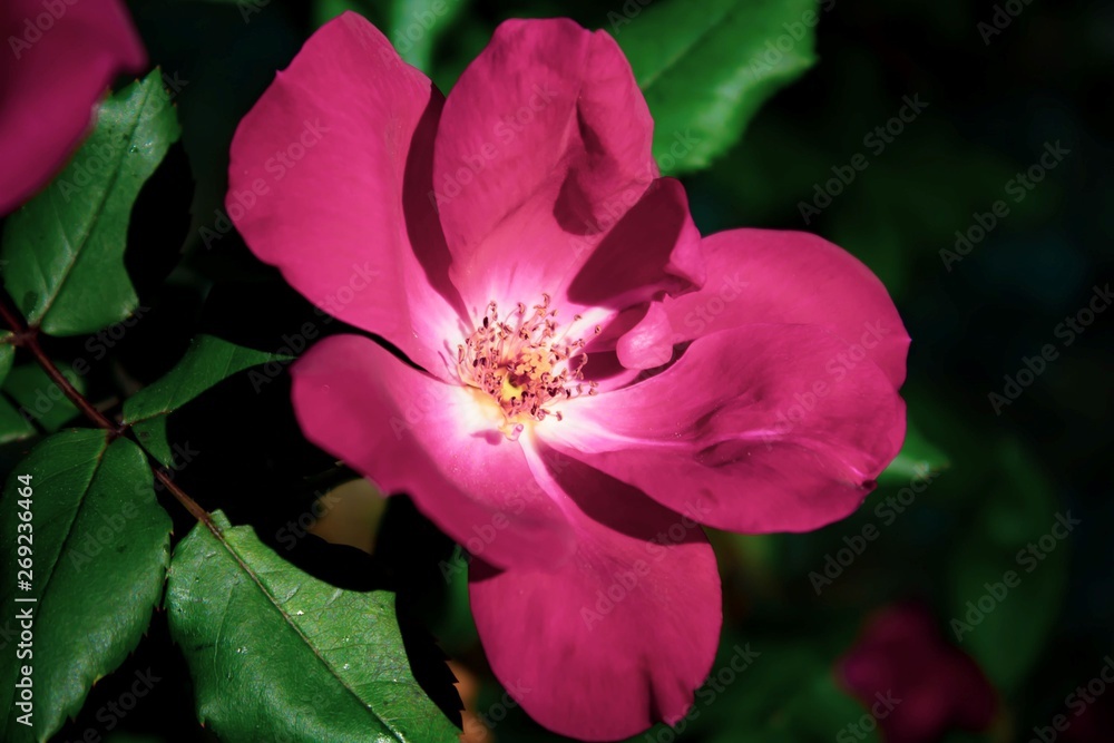 Beautiful Flower Beautiful Flower