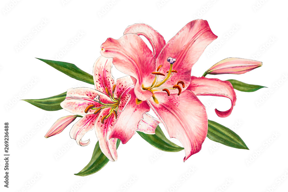 Beautiful pink lily. Bouquet of flowers. Floral print. Marker drawing. Watercolor painting. Wedding and birthday festive composition. Greeting card. Flower painted background. Hand drawn illustration.
