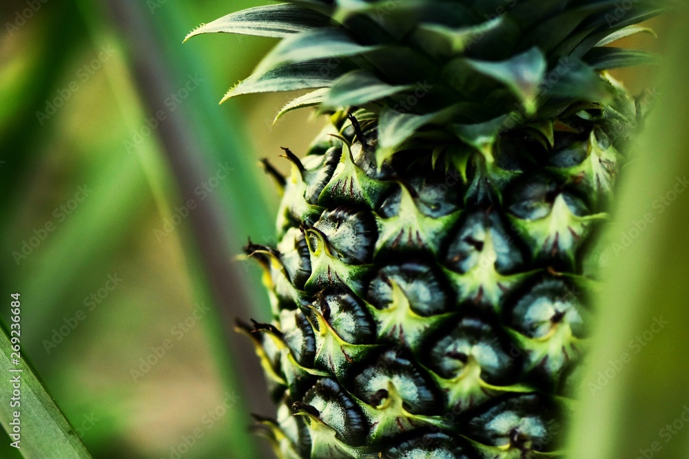Fototapeta premium pineapple on green background