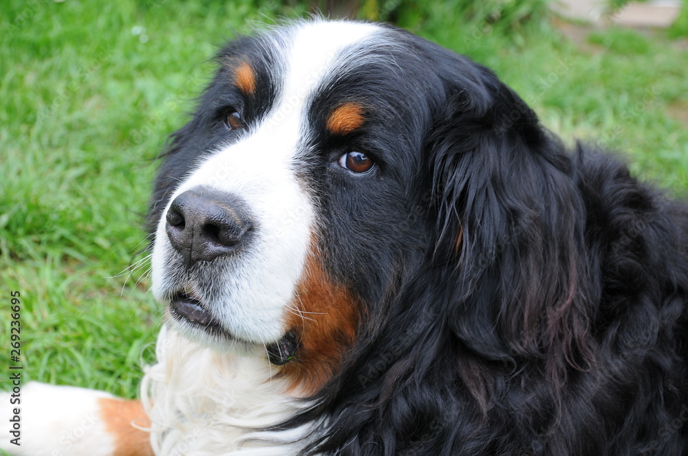 The Bernese Mountain Dog is lying on a green grass
