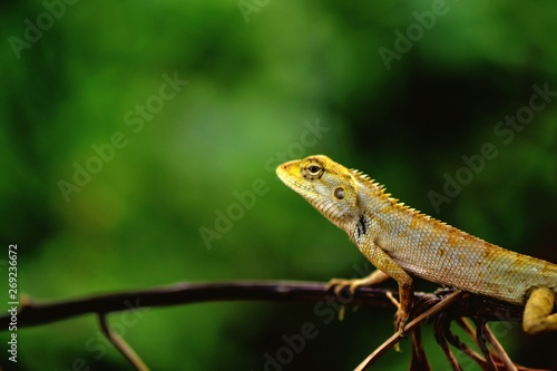 lizard on tree