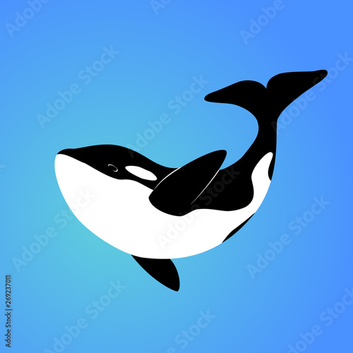 Isolated orca whale on blue background. Killer whale. Sea animal. Colorful orca whale in blue ocean.