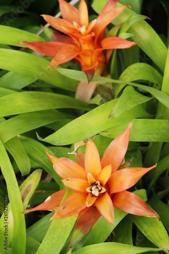 Bromeliad flower in the garden with nature