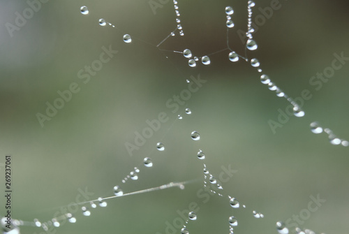 The spider web with dew drops.