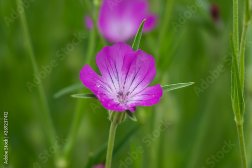 Corn Cockle Flowers in Bloom in Springtime photo