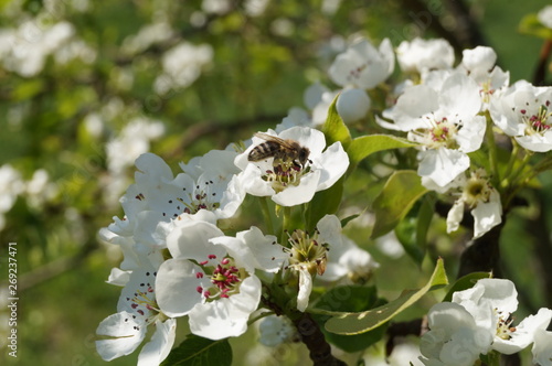 A beautiful white pear flower with a bee sitting on it.