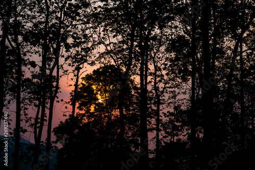 Silhouette of trees in the forest with orange sunlight shining through in the morning against pink sky.