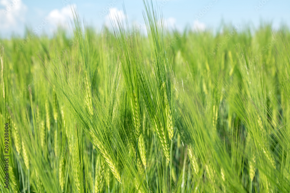 green field of young wheat sprouts, close-up view green field of young wheat sprouts, close-up view