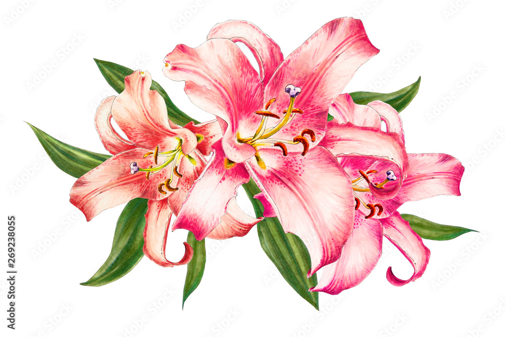Beautiful pink lily. Bouquet of flowers. Floral print. Marker drawing. Watercolor painting. Wedding and birthday festive composition. Greeting card. Flower painted background. Hand drawn illustration. Beautiful pink lily. Bouquet of flowers. Floral print. Marker drawing. Watercolor painting. Wedding and birthday festive composition. Greeting card. Flower painted background. Hand drawn illustration.