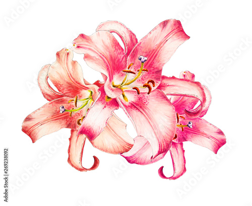 Beautiful pink lily. Bouquet of flowers. Floral print. Marker drawing. Watercolor painting. Wedding and birthday festive composition. Greeting card. Flower painted background. Hand drawn illustration.