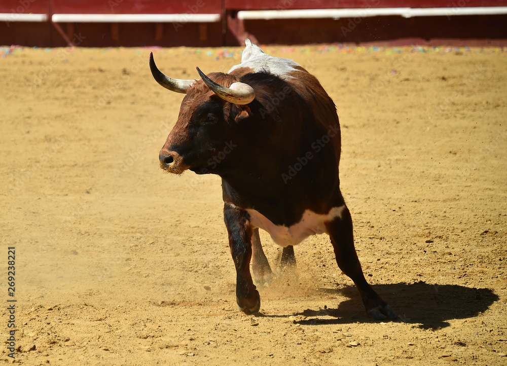 spanish bull running in bullring spanish bull running in bullring