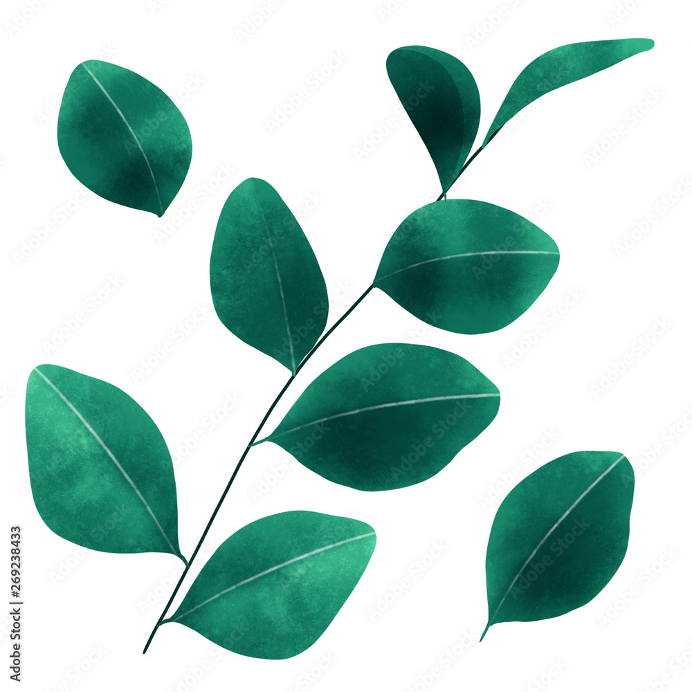 Eucalyptus Plant Leaf Branch Eucalyptus Plant Leaf Branch