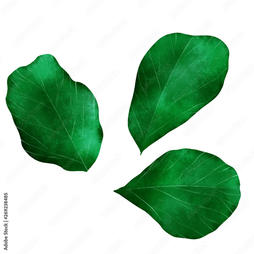Fototapeta premium Fiddle tree plant leaf isolate material