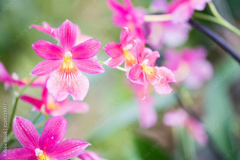 close purple pink Phalaenopsis orchid against green blur background, space for text close purple pink Phalaenopsis orchid against green blur background, space for text