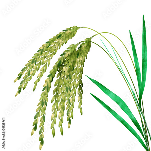 Rice Branch