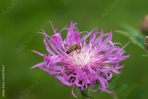 Honeybee on Persian Cornflower in Springtime