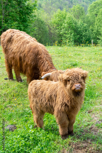 bufala con cucciolo