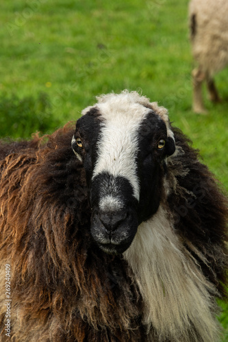 Photography pecora montone