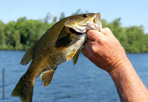 Fisherman shows a caught Small Mouth Bass