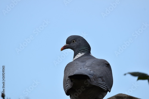 pigeon