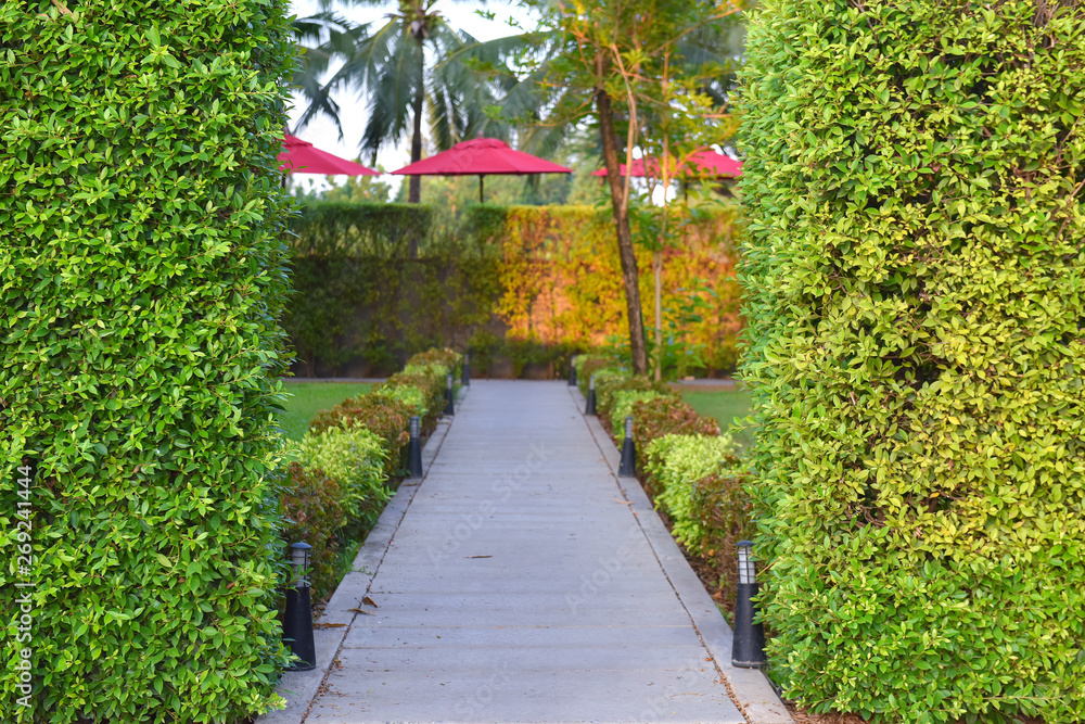 pathway through the bushes on either side of the path pathway through the bushes on either side of the path