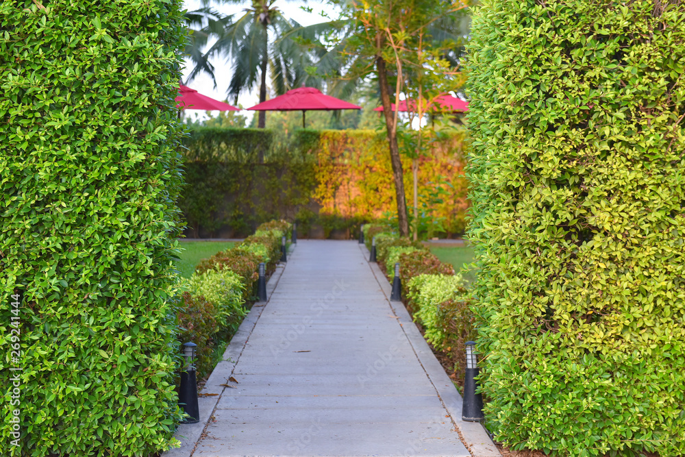 pathway through the bushes on either side of the path