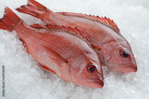Schilderij op canvas Two Northern red snappers on ice