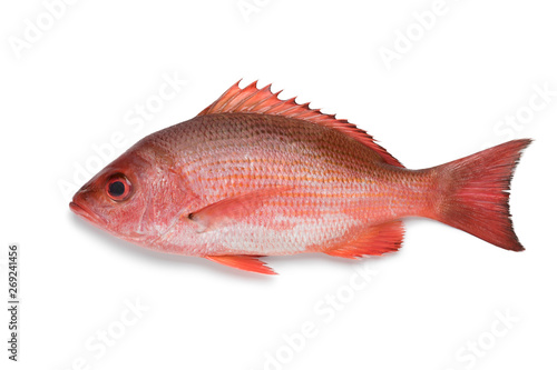 Single Northern red snapper photo