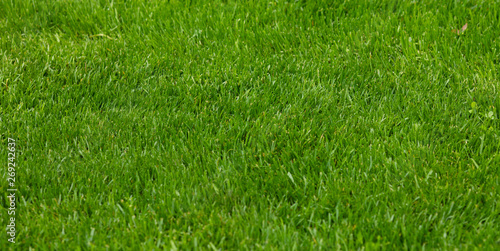 Green grass texture background. Green lawn. Backyard for background.