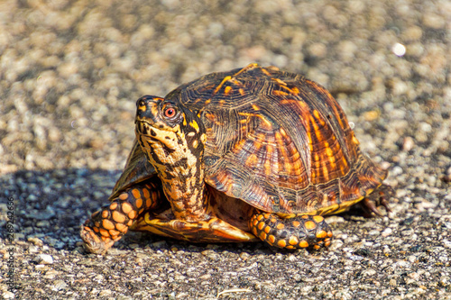 Eastern Box Turtle crossing a road
