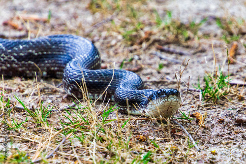 Rat snake slithering through grass