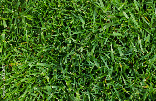 Green grass texture background. Green lawn. Backyard for background.