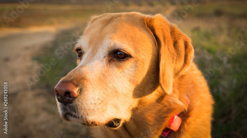 Dog with golden sunset light