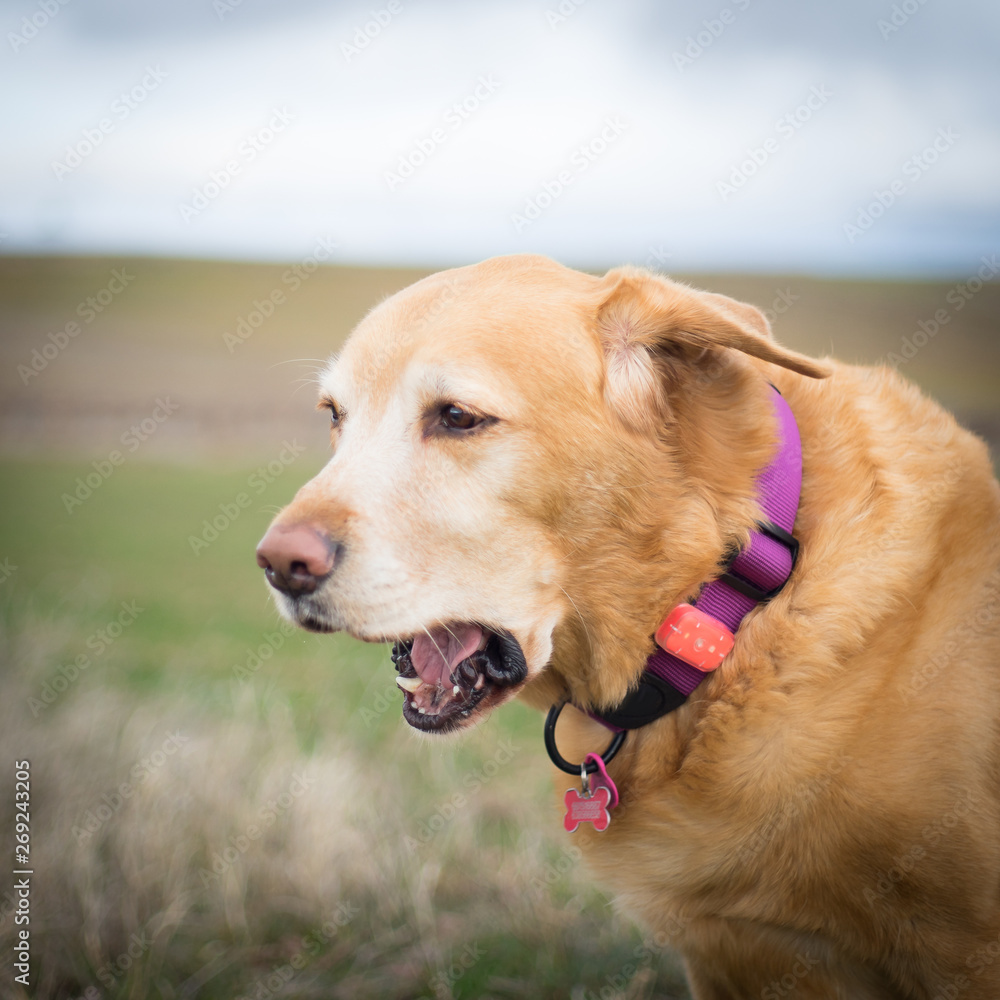 dog labrador trying to bite the wind dog labrador trying to bite the wind