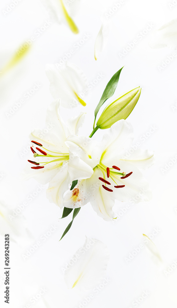 Beautiful flying lily flowers and petals at light background with copy space. Creative floral nature spring layout with levitation.